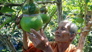 Cây trái “độc, lạ” mùa Tết