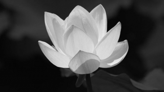 Lời chia buồn đến gia đình đồng chí Nguyễn Thị Việt Hà