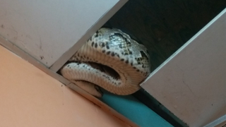 Trăn "khủng" đột ngột xuất hiện, bò trong la phông nhà