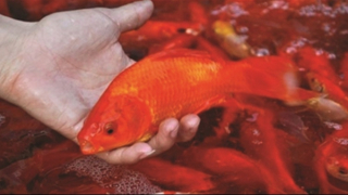 Thị trường cá chép cúng ông Táo bắt đầu sôi động