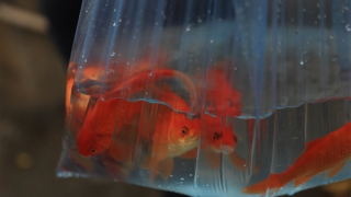 Đa dạng mức giá cá chép trong ngày "ông Táo về Trời"