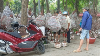 Một giờ ở thị trường hoa Tết thành phố mang tên Bác