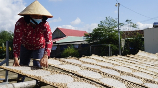 Làng nghề bánh tráng vào mùa Tết