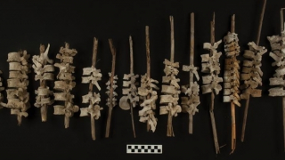 Phát hiện kỳ thú từ gần 200 mẫu xương người được tìm thấy tại Peru