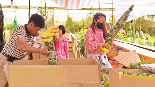 Nông dân Đà Lạt hào hứng mùa hoa sau Tết