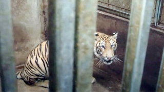 Con người hôm nay cần gì ở Hổ?