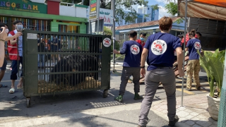 Cứu hộ 9 cá thể gấu tại tỉnh Bình Dương