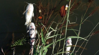 Cá chết nổi đầy đập Bà Mụ gây ô nhiễm nguồn cấp nước sạch