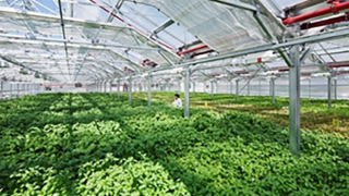 Chuyển từ sản xuất nông nghiệp sang kinh tế nông nghiệp