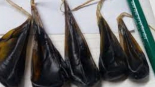 Em bé 9 ngày tuổi nguy kịch vì gia đình cho uống mật khỉ phòng bệnh