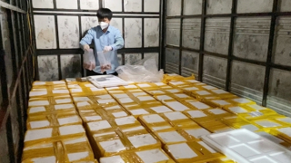 Bắt giữ xe tải vận chuyển 1.750 kg cá khoai ướp  formol