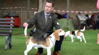 Siêu lừa đội lốt điệp viên