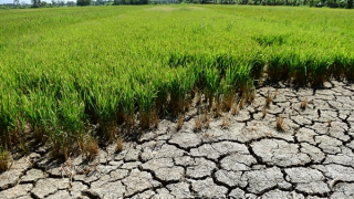 Cần cập nhật thông tin kịp thời để chủ động phòng, chống xâm nhập mặn