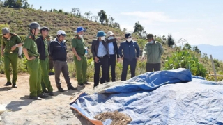 Khai thác vàng lậu, bị phạt 200 triệu đồng