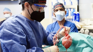 Hồn Trương Ba, tim loài lợn