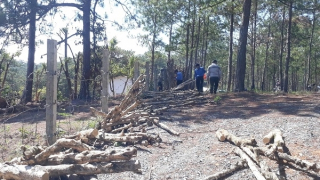 Giải tỏa "nóng" cây trồng trên đất dự án du lịch