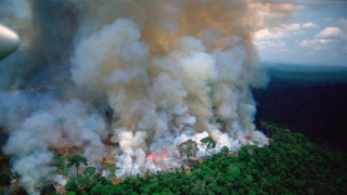 "Lá phổi xanh" của trái đất mất dần khả năng tự phục hồi