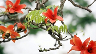 Ngắm hoa gạo, kiến trúc phong cách Đông Dương giữa lòng Hà Nội