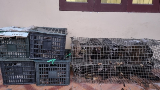 Phát hiện "kho" cầy hương trên xe khách