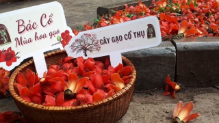 Khai trương tour “Bác Cổ - Mùa hoa gạo” hưởng ứng sự kiện mở cửa hoàn toàn du lịch Việt Nam