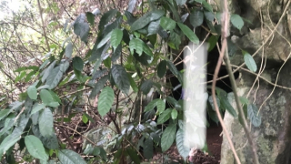 Phát hiện thi thể đối tượng gây trọng án treo cổ tại khu vực núi đá