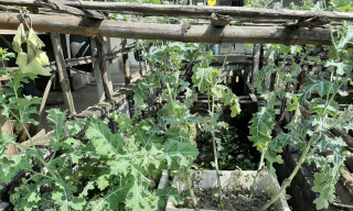 Làm vườn anh túc để... ngâm rượu!