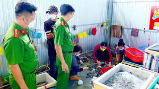 Xây cổng rào có camera để lập xưởng bơm tạp chất vào tôm