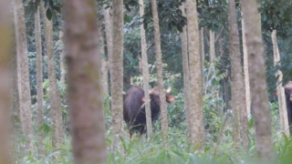 Bình Phước: Xây dựng hồ chứa nước bảo vệ bò tót