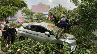 Cây đa cổ thụ bật gốc đè 2 xe ô tô