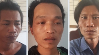 Bắt nhóm đối tượng trồng trái phép gần 1.900 cây cần sa