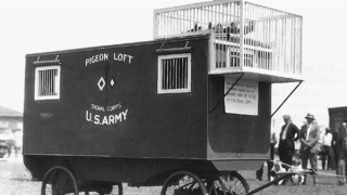 Triển lãm quân đoàn bồ câu trong Thế chiến II