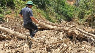 Xử lý nghiêm vụ đất rừng bị san ủi trái phép nhưng xã không biết