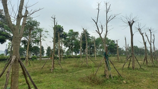 Nhiều cây xanh tại dự án “1km 9 tỷ đồng tiền cây” bị chết khô