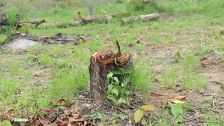 Phát hiện hàng trăm héc ta rừng bị tàn phá