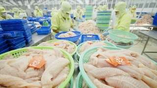 Được mùa xuất khẩu tôm, cá tra