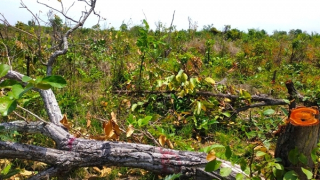 Khởi tố vụ án phá gần 400 héc ta rừng