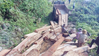 Xót xa rừng Nghệ An bị tàn phá