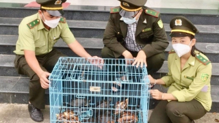 2 cá thể rùa quý hiếm tại Trung tâm Bảo tồn bị đánh cắp