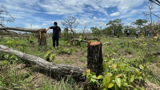 Tạm giữ 4 đối tượng trong vụ phá gần 400ha rừng tại Đắk Lắk