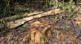 Hơn 10 hécta rừng ở Quảng Trị bị chặt trắng