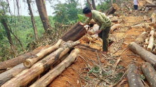 Bất cập việc tỉa thưa rừng trồng phòng hộ JBIC