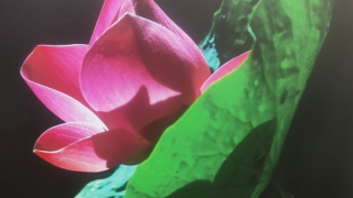 Triển lãm ảnh nghệ thuật Thành Xuân Anh: “Lòng mẹ” và sự tri ân