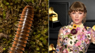 Taylor Swift được lấy tên cho một loài sâu