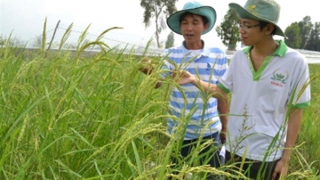 Bài 2: Nhức nhối với… gạo ngon nhất thế giới