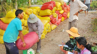 Bài cuối: Làm gì để hương lúa Việt bay xa?