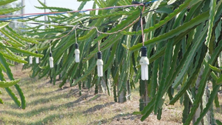 Cắt trộm dây điện tại các vườn thanh long đem bán ve chai