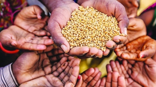 Nhân tố làm trầm trọng hơn rủi ro an ninh lương thực ở châu Á