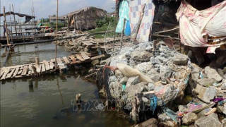 Cấp bách giải bài toán an cư cho người dân ven đê biển Tây Cà Mau