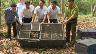 Thả 135 cá thể động vật hoang dã về Vườn quốc gia Phong Nha Kẻ Bàng