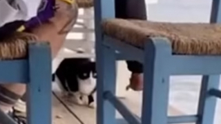 Đối mặt 10 năm tù vì ngược đãi... mèo